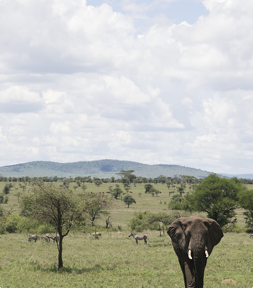 Elephant in the savannah