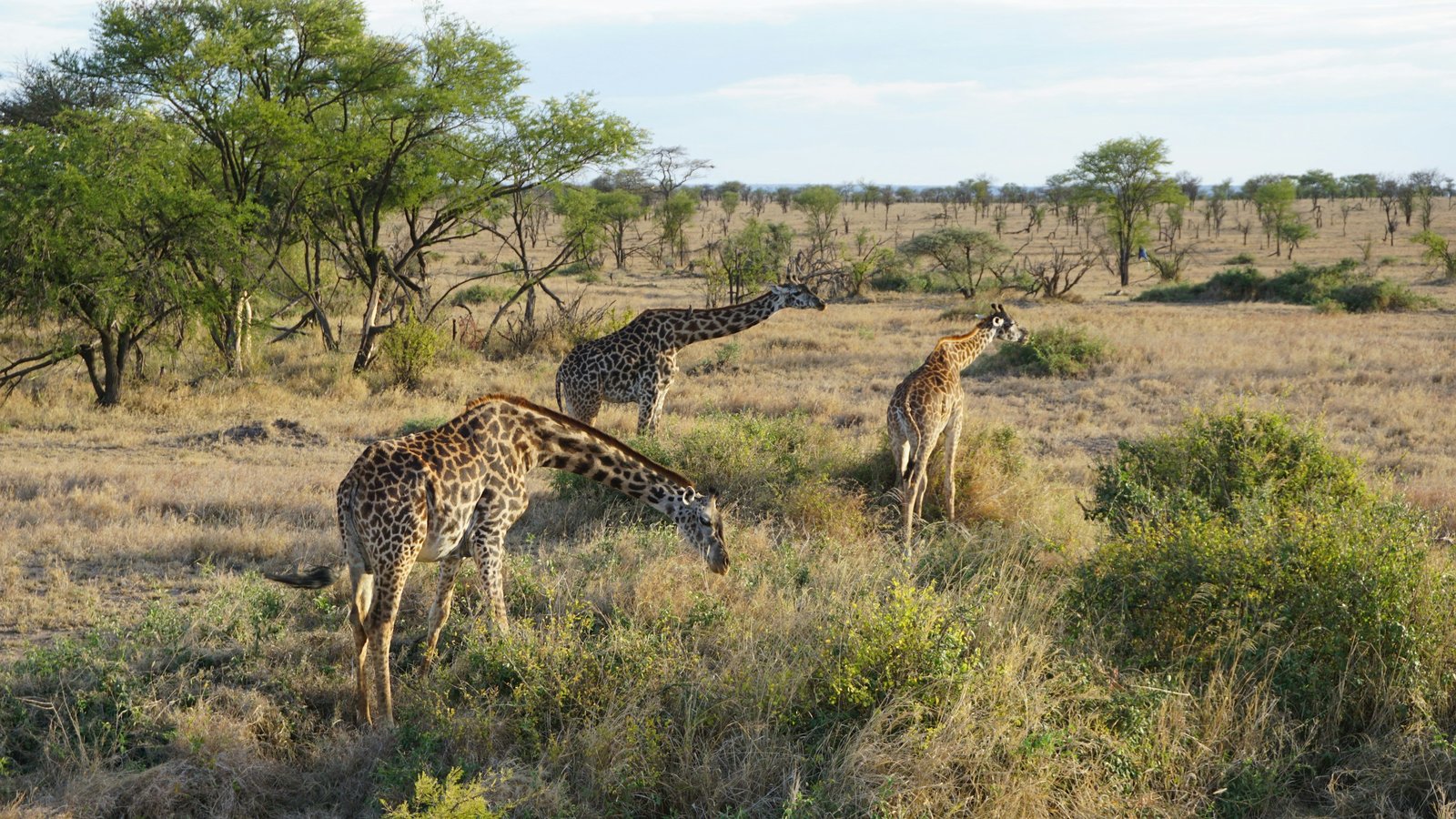 Giraffes on the plains