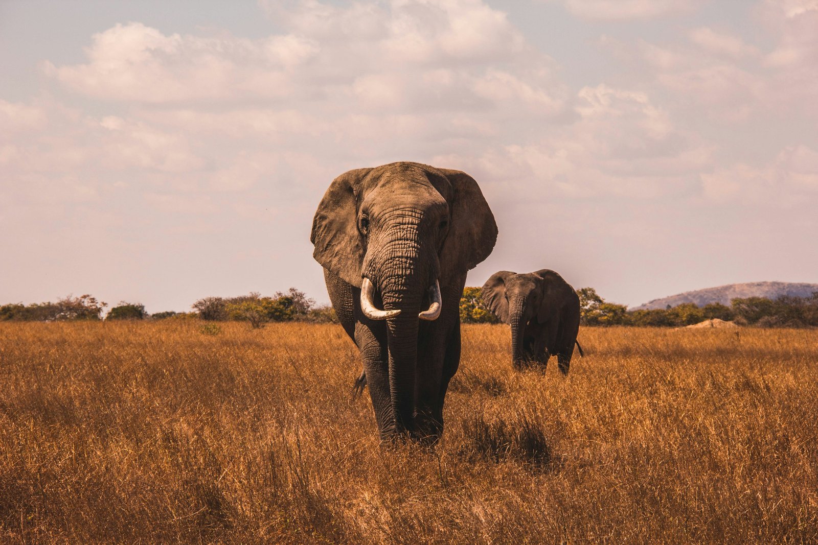 Safari vehicle crossing the savannah