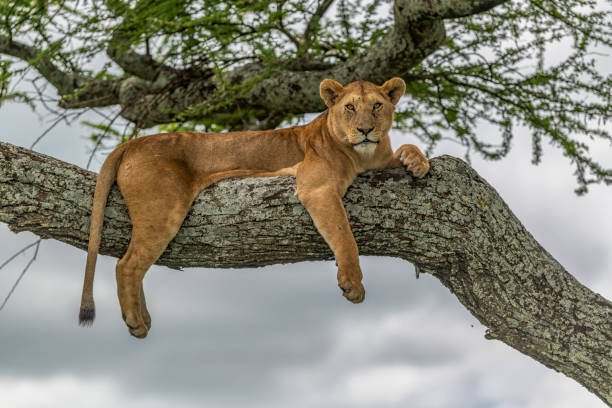 8-Days Tanzania Safari to Tarangire, Ngorongoro crater, Serengeti and Manyara