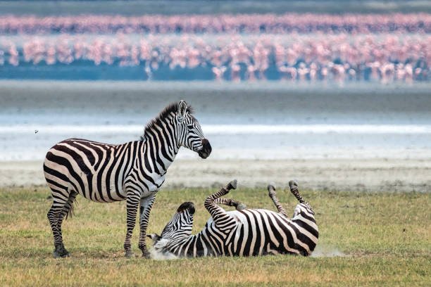 7-Days Tanzania Safari to Tarangire, Serengeti and Ngorongoro crater