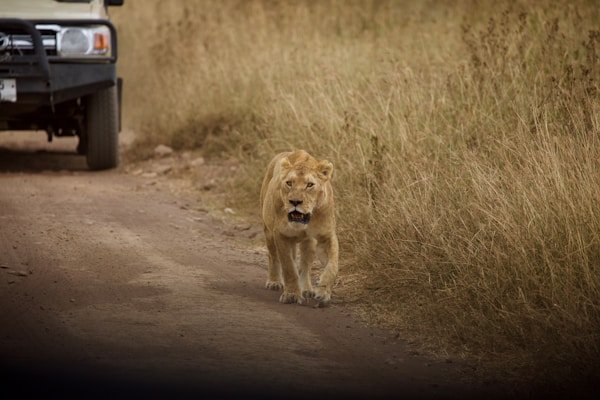 Safaris